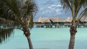 Bora Bora Palm Trees