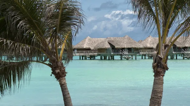 Bora Bora Palm Trees