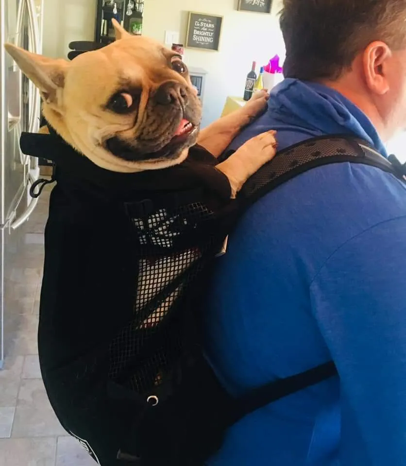 Dog Backpack