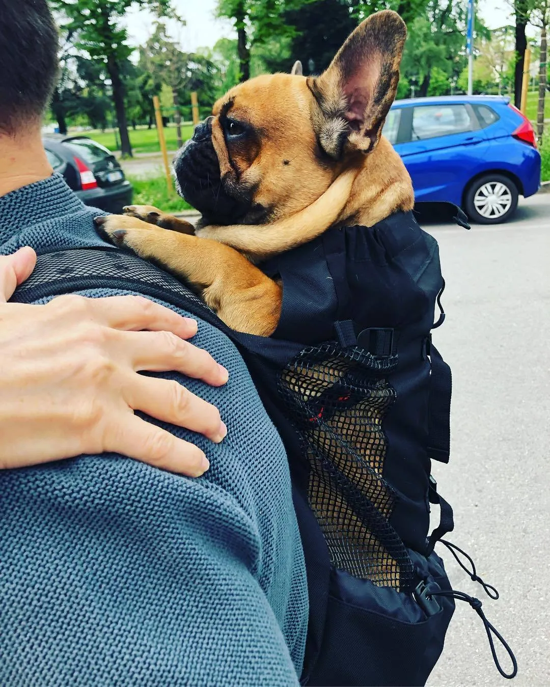 Dog Backpack