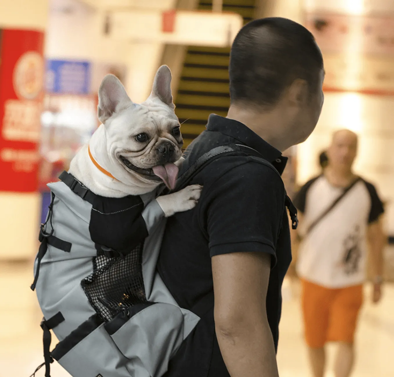Dog Backpack