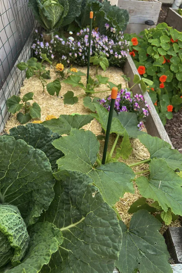 Garden Straw - Temperature Regulating
