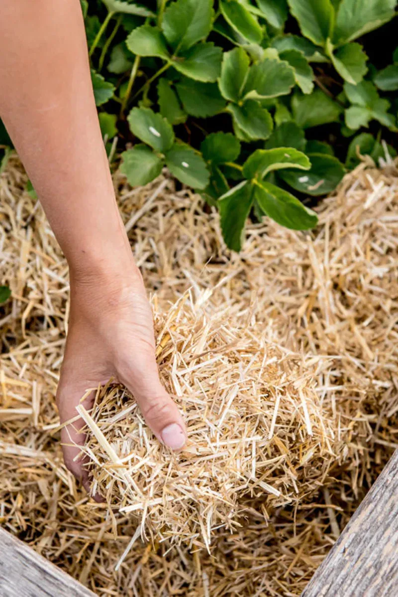 Garden Straw - Temperature Regulating