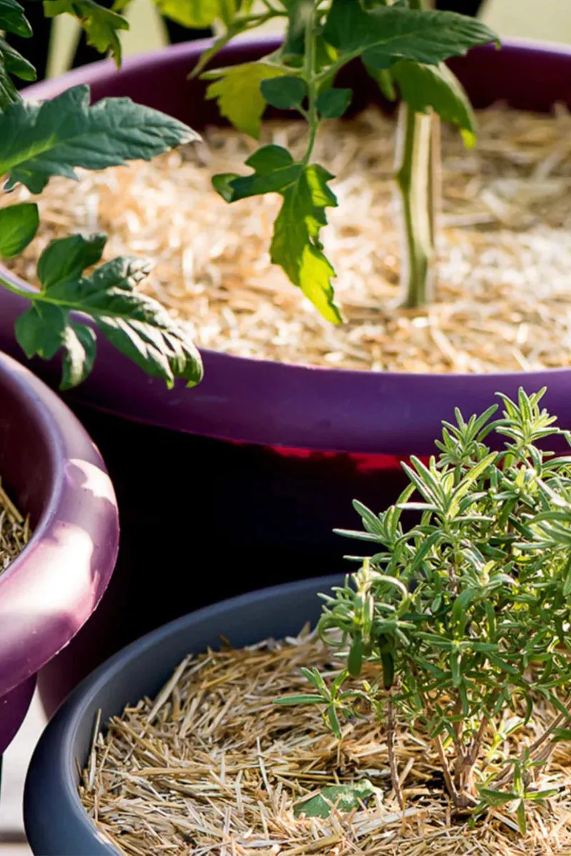 Garden Straw - Temperature Regulating