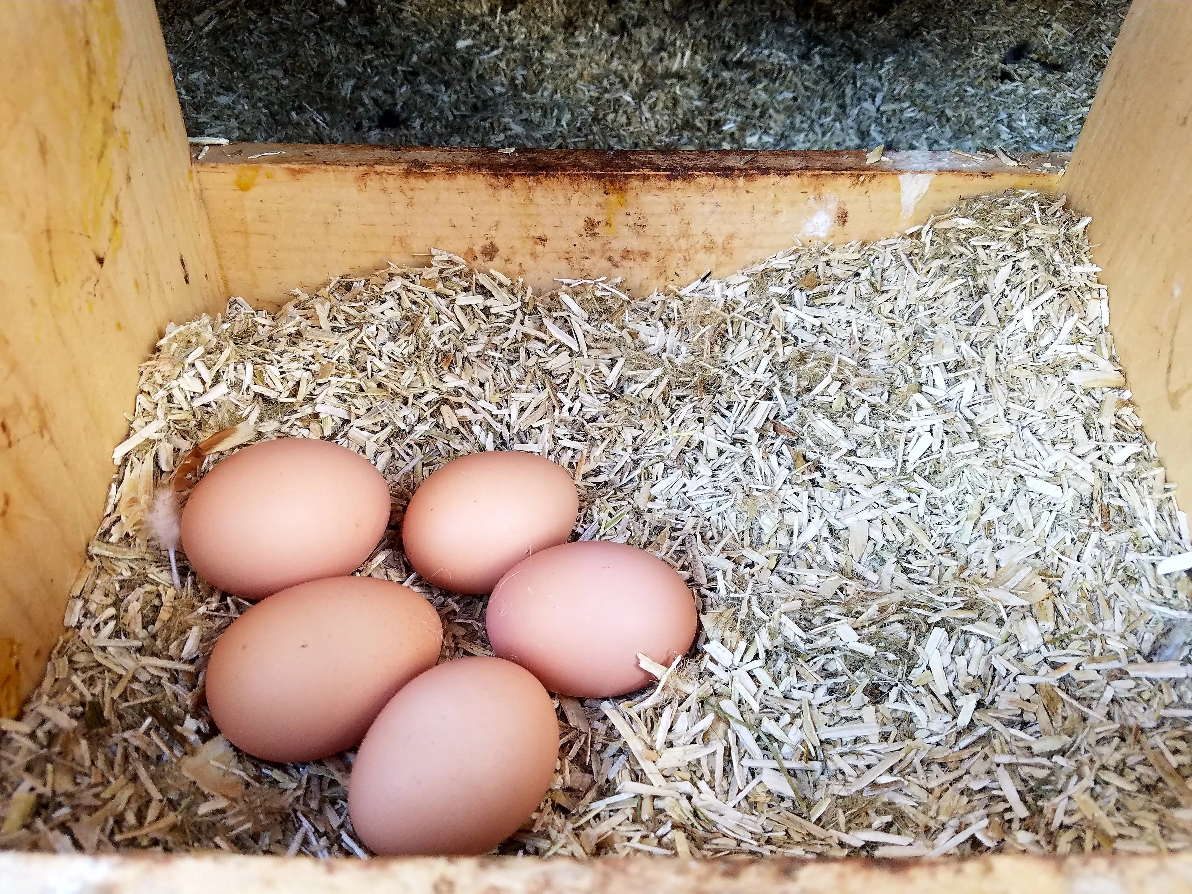 Hemp bedding for chickens - 33 lb bale