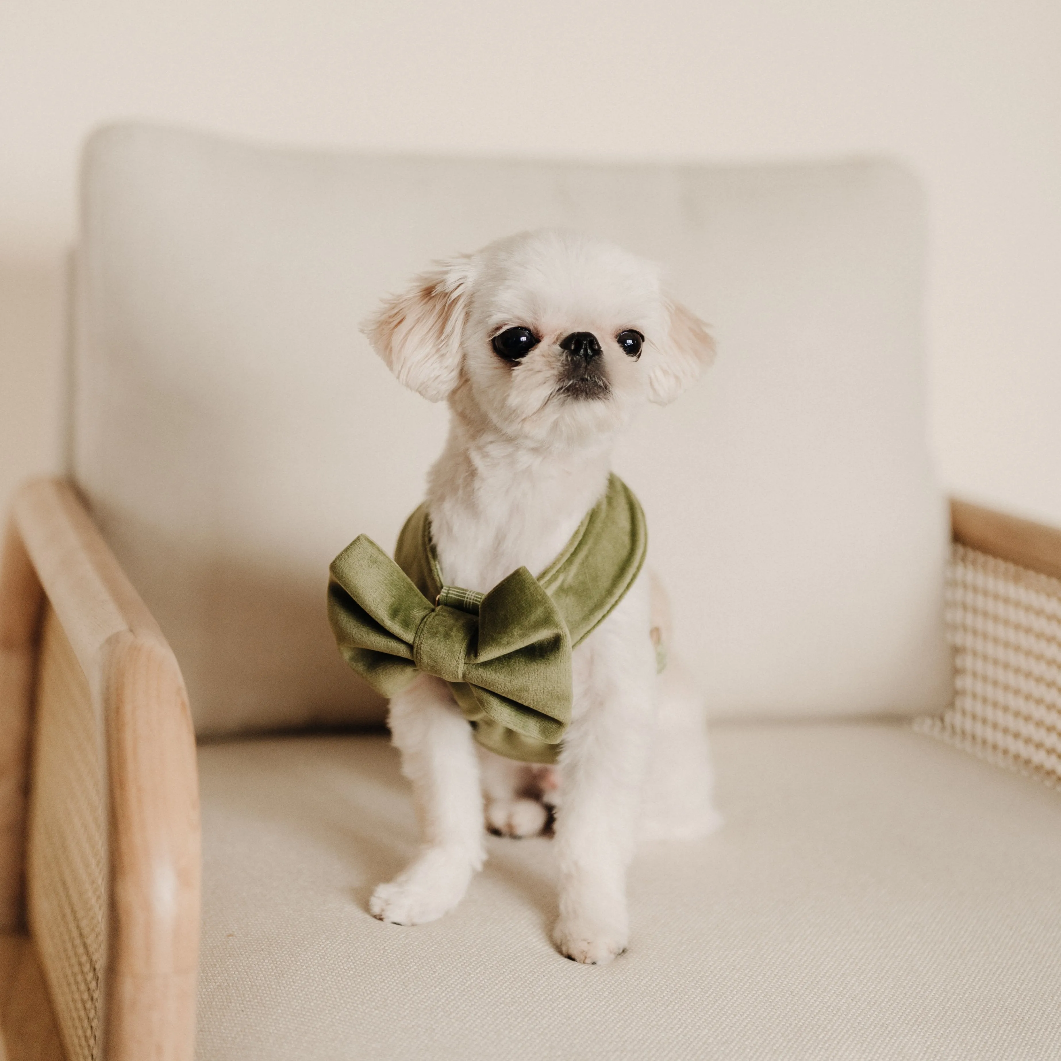 Meadow Reversible Dog Harness   Bow Tie Walk Set