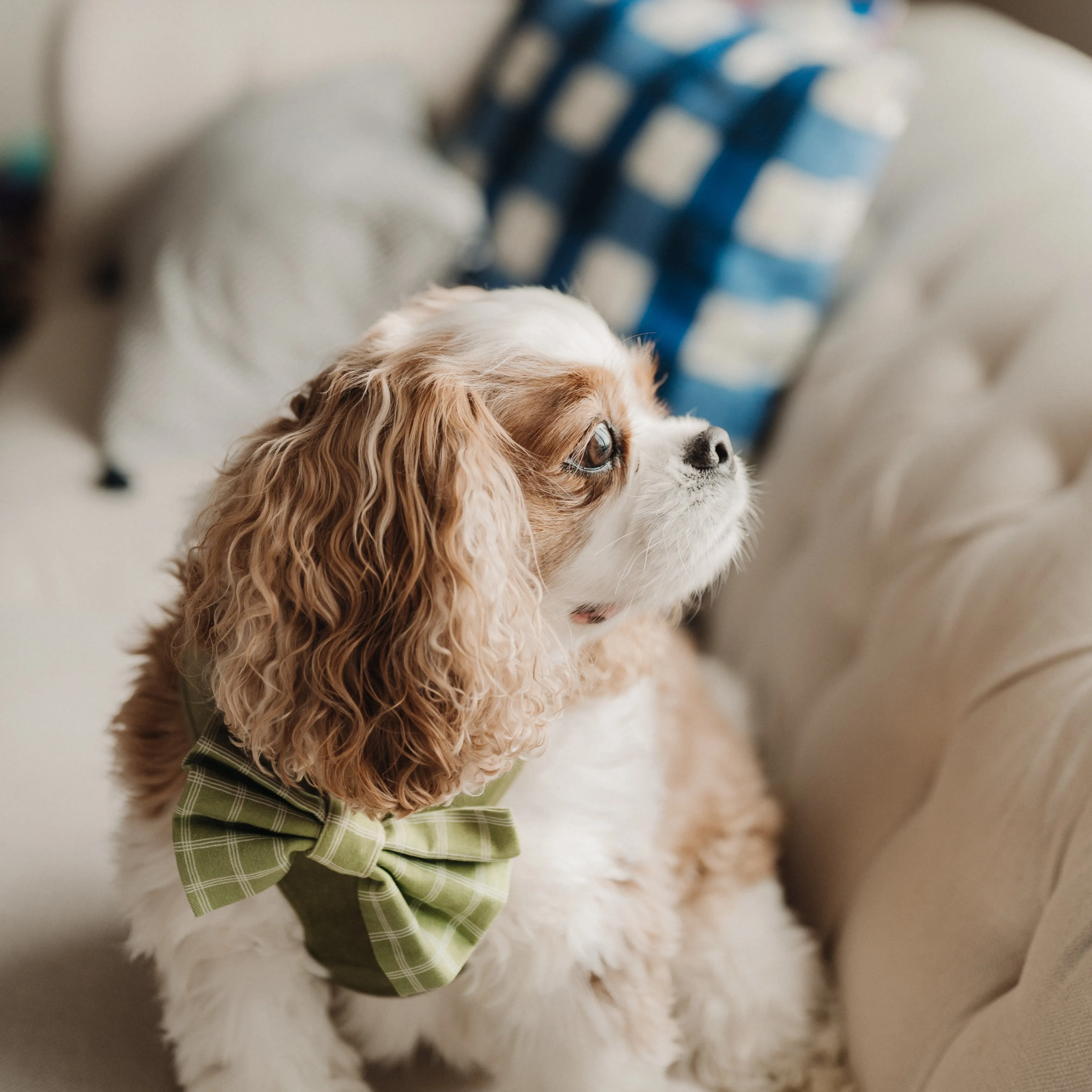 Meadow Reversible Dog Harness   Bow Tie Walk Set