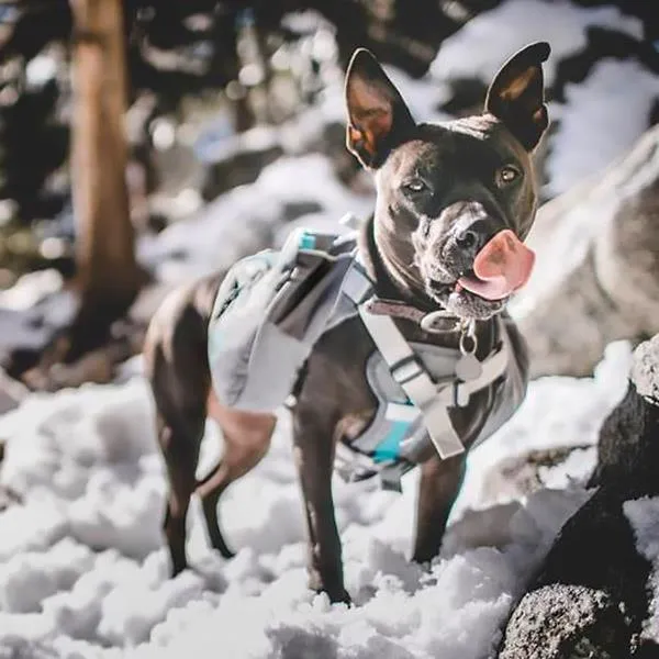 Mountainsmith K-9 Pack