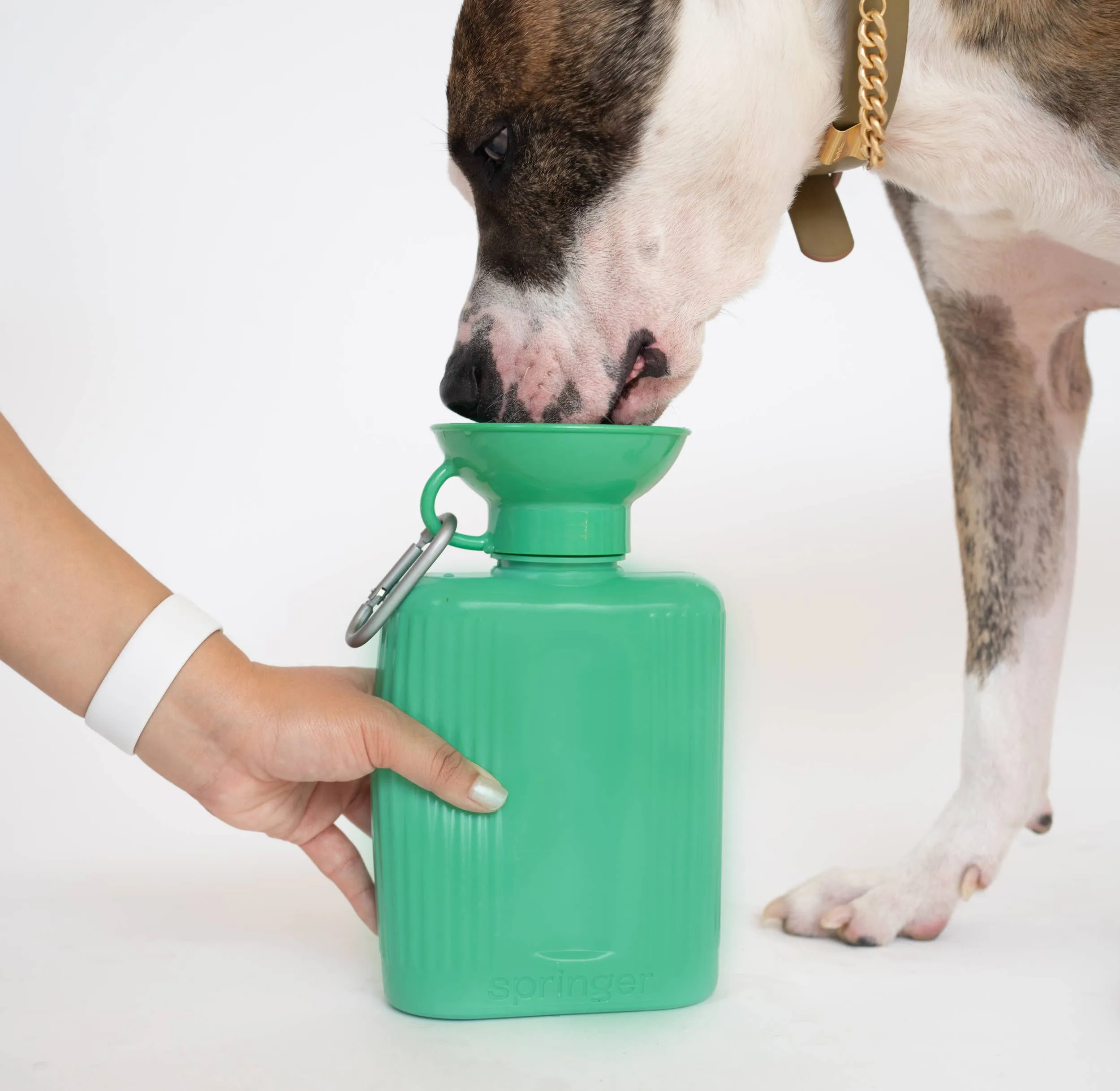 Springer - Dog Travel Water Bottle | Growler 44 oz